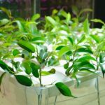 pexels-shvetsa-5831012