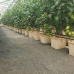 يالري المحوري5